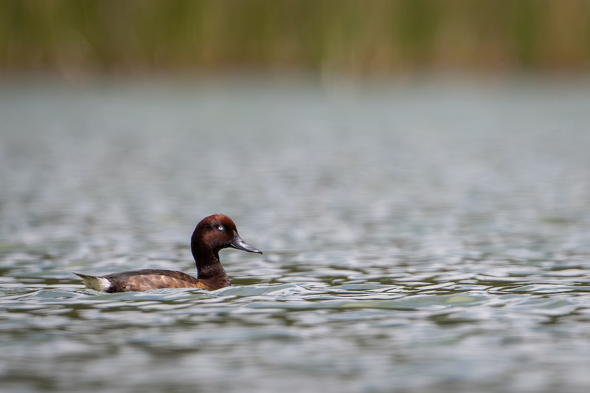 Madagascar Pochard - ML648282241