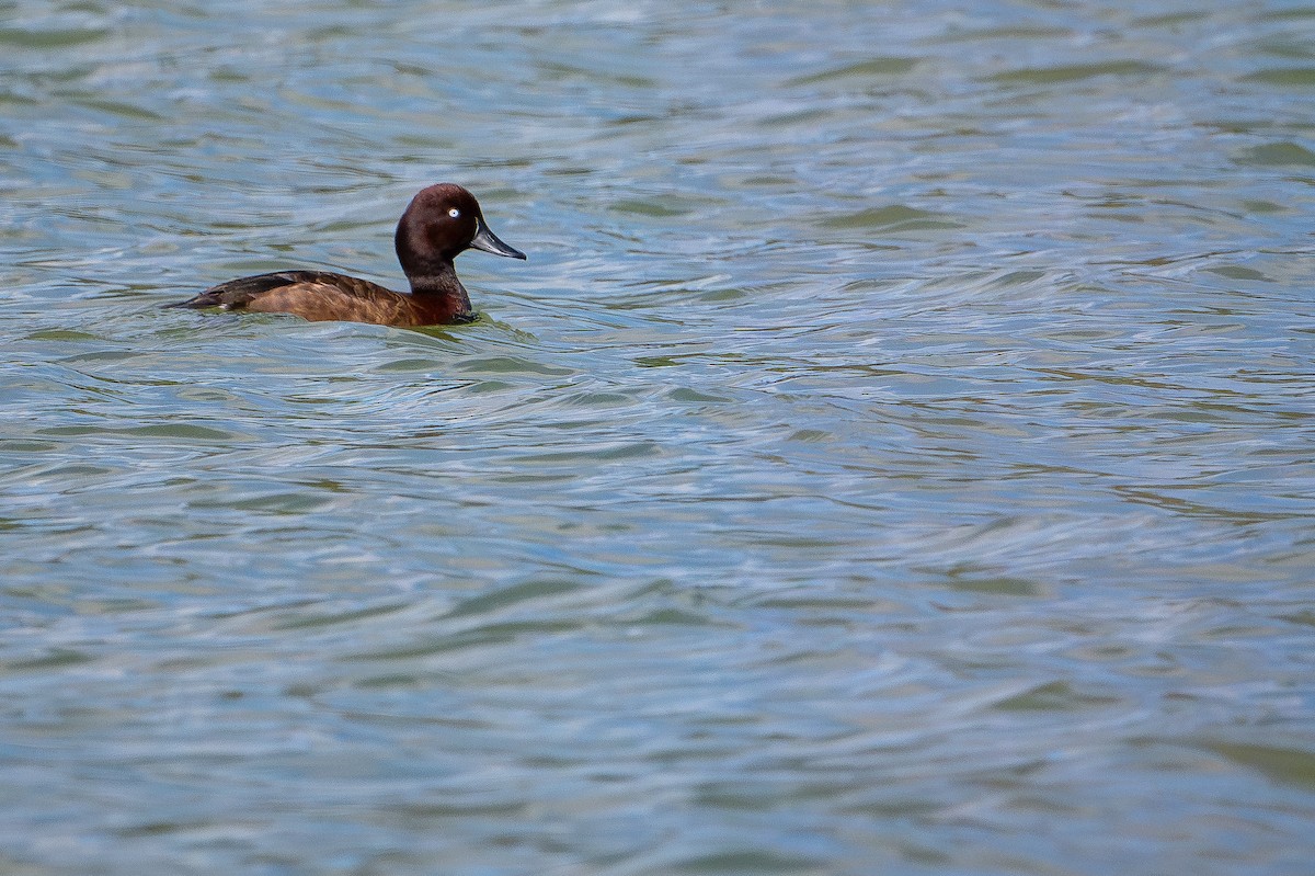 Madagascar Pochard - ML648282243