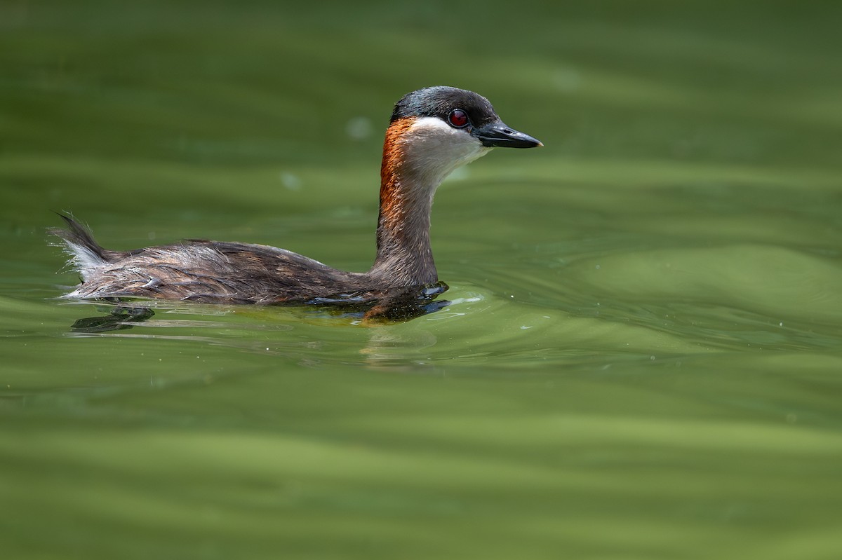 Madagascar Grebe - ML648282246