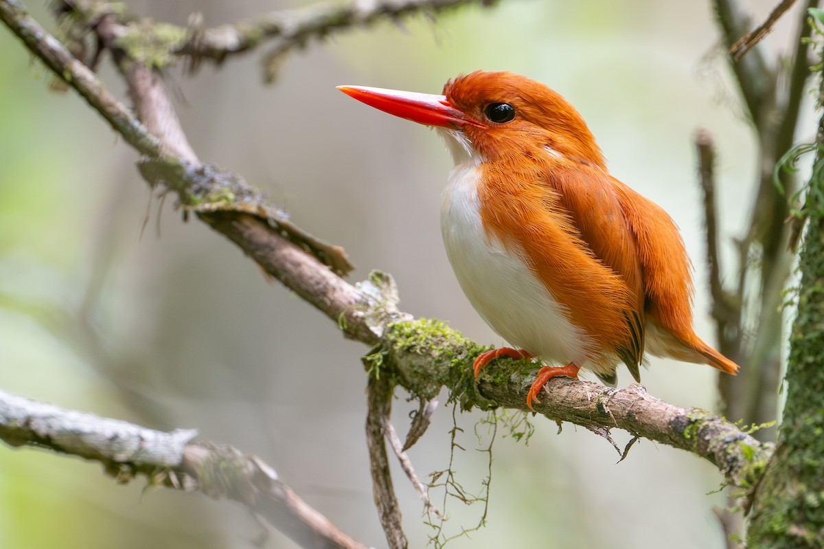 Madagascar Pygmy Kingfisher - ML648282254