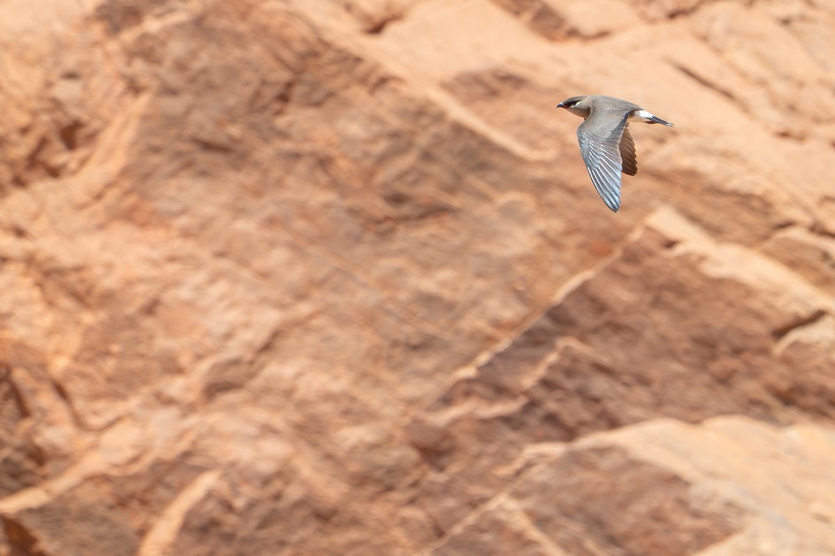 Madagascar Pratincole - ML648282319