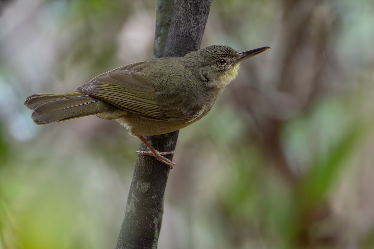 Малагасійник - ML648282347