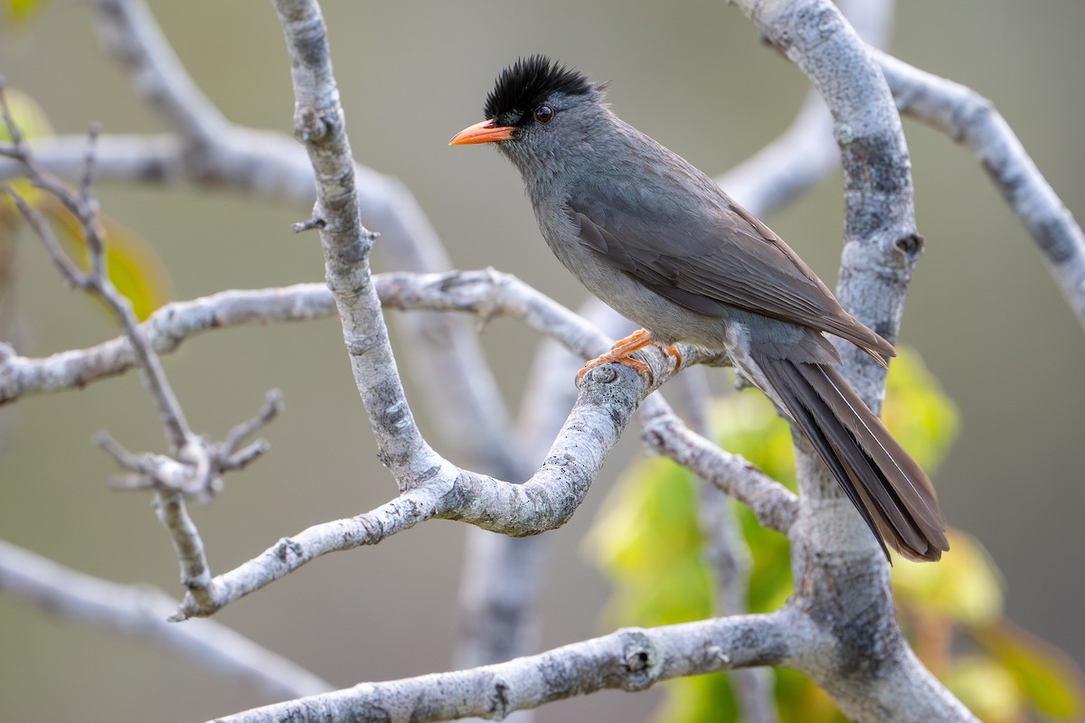 Горована мадагаскарська - ML648282352