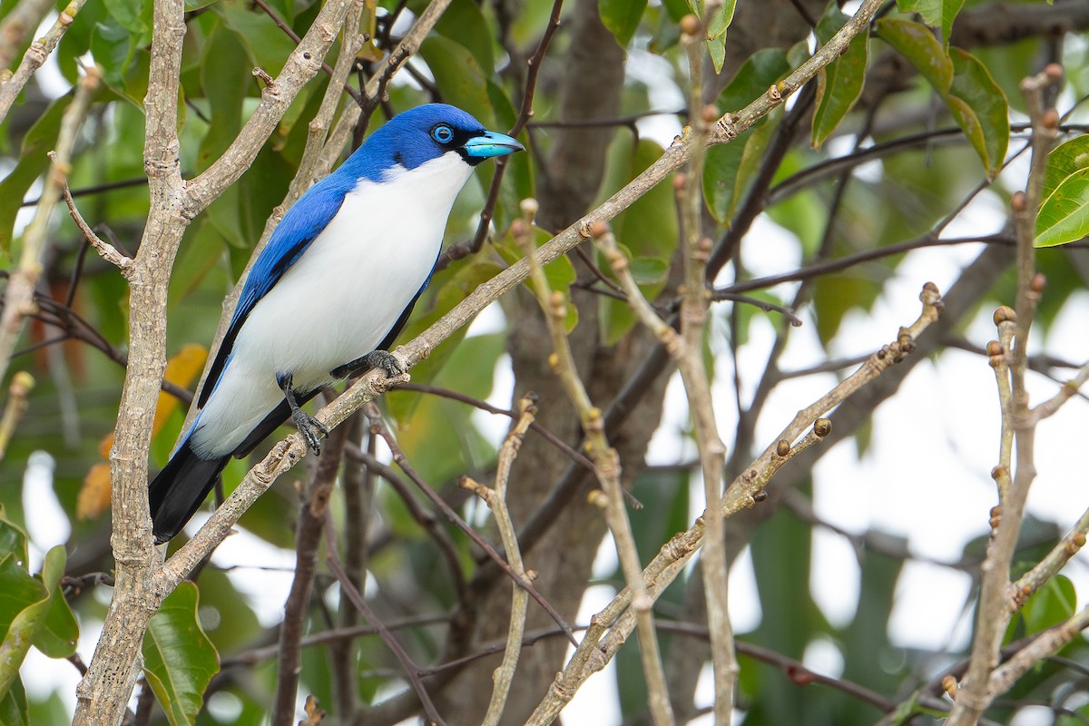 Ванга блакитна - ML648282355