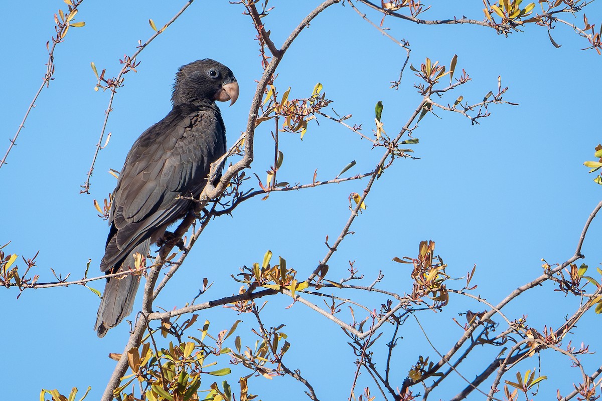 Lesser Vasa Parrot - ML648282369