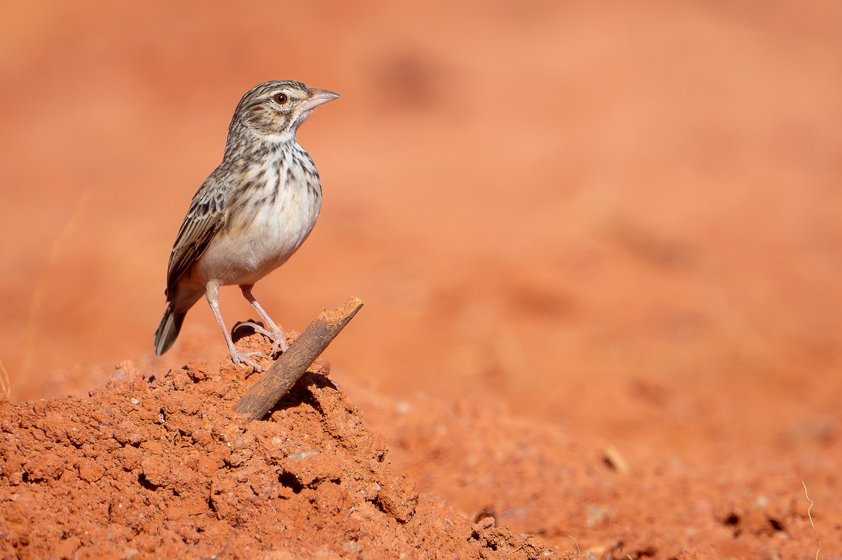 Madagascar Lark - ML648282370
