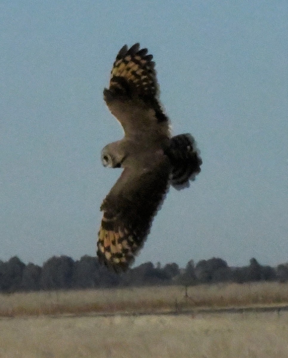 African Grass-Owl - ML648282605