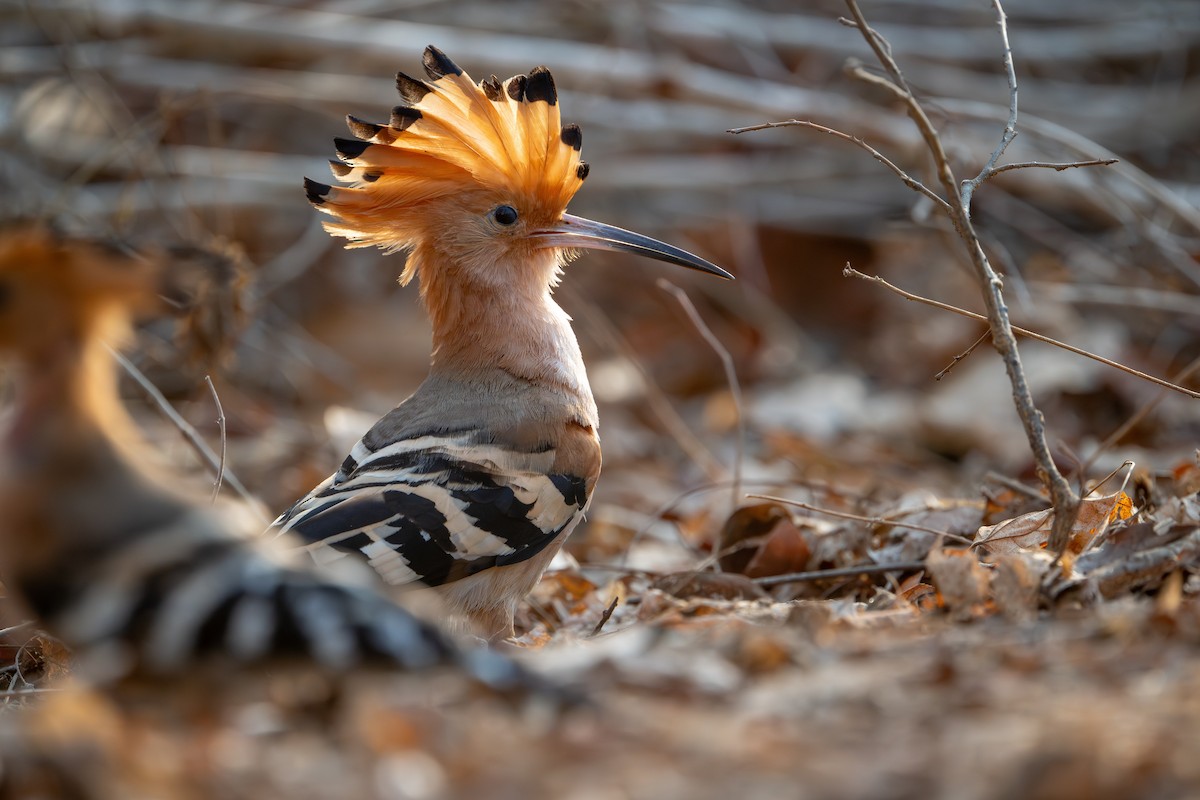 Madagascar Hoopoe - ML648282681