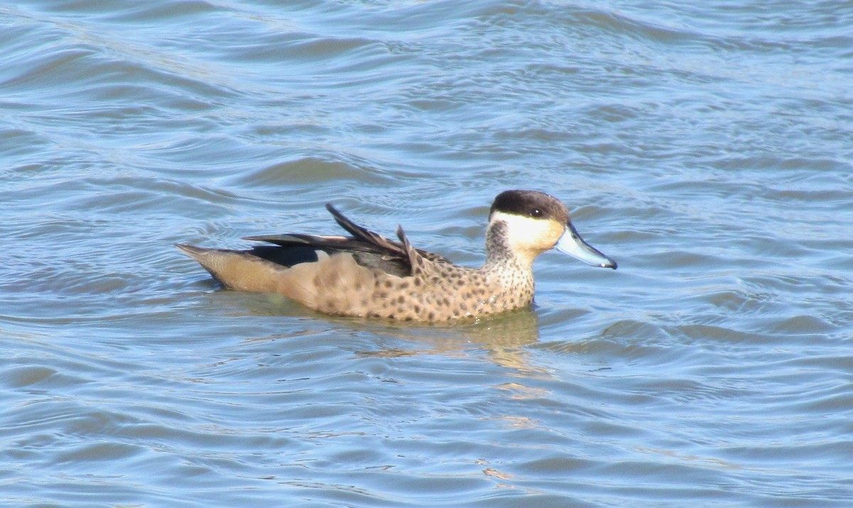 Blue-billed Teal - ML648283726