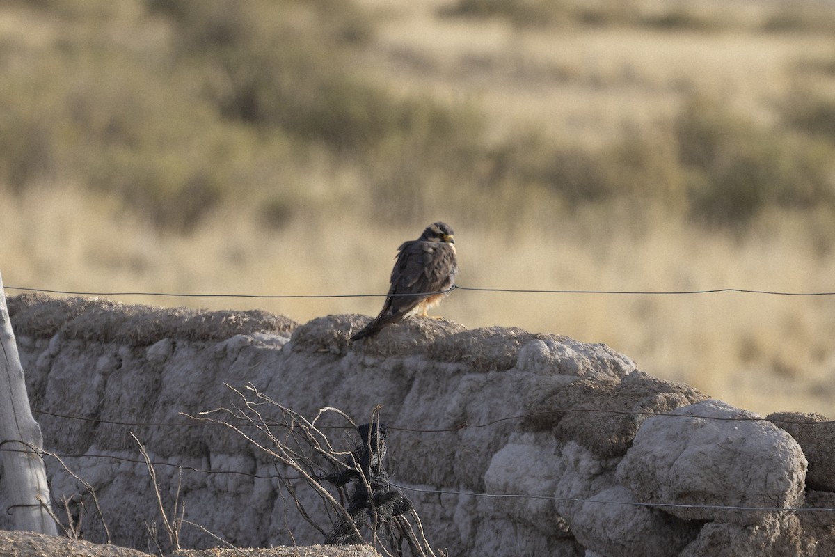 Aplomado Falcon - ML648283752