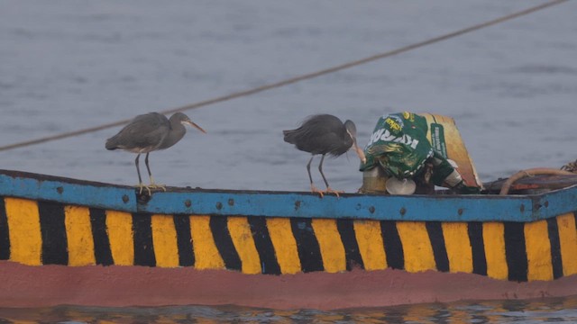 Western Reef-Heron - ML648284519