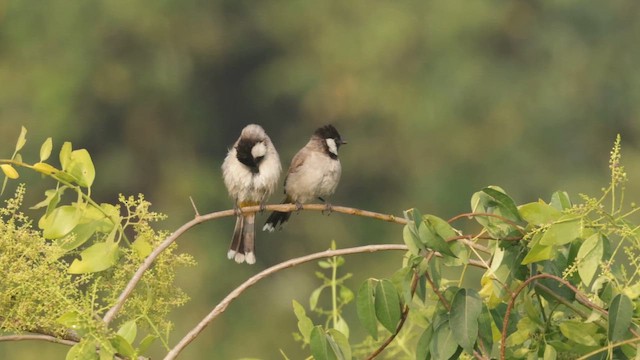 Bulbul dalle orecchie bianche - ML648284704