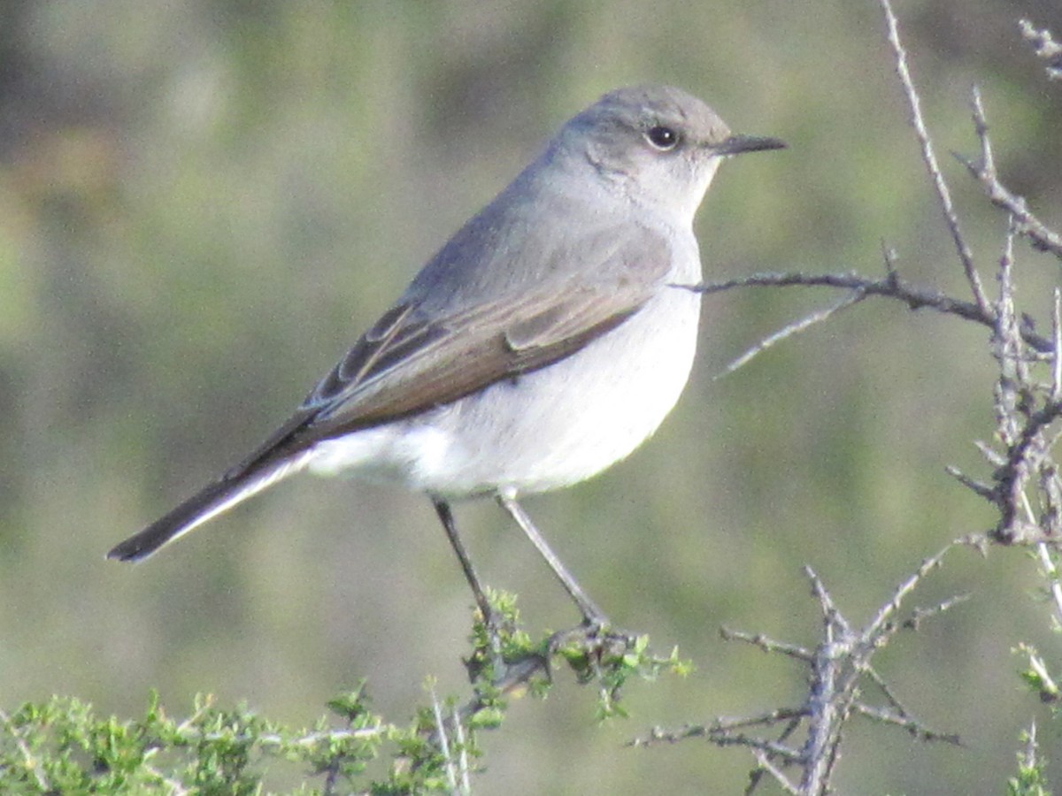 Karoo Chat - ML648284733