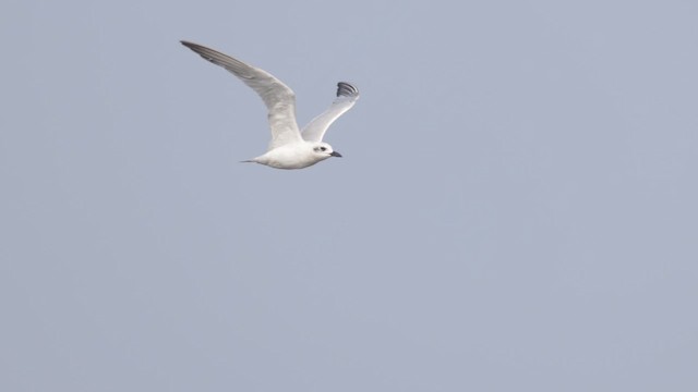 Gull-billed Tern - ML648284823
