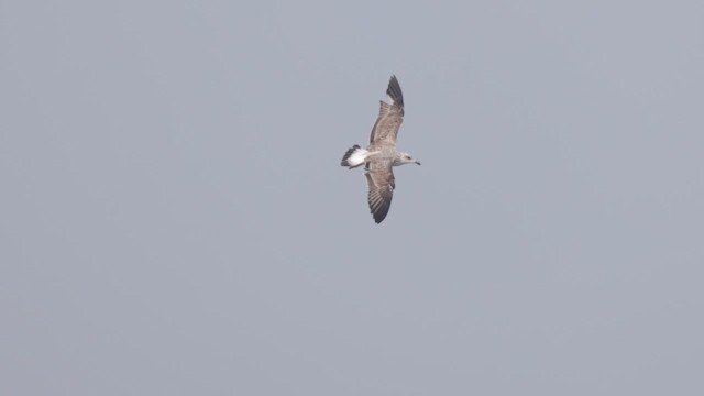 Lesser Black-backed Gull - ML648284837