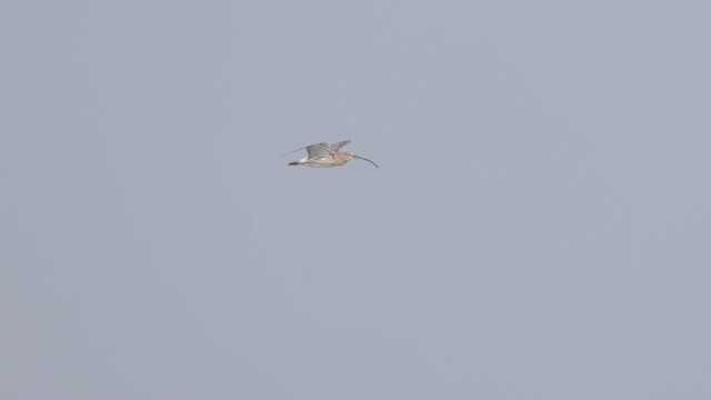 Eurasian Curlew - ML648284909