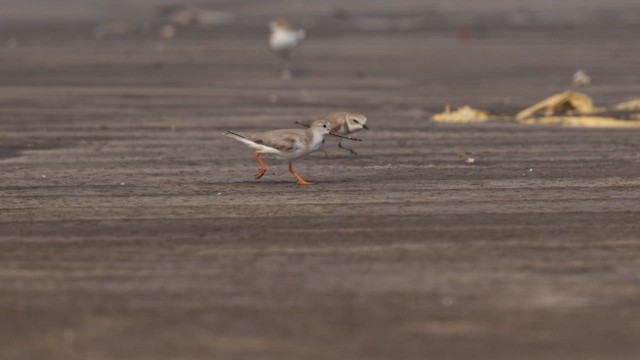 Terek Sandpiper - ML648284918