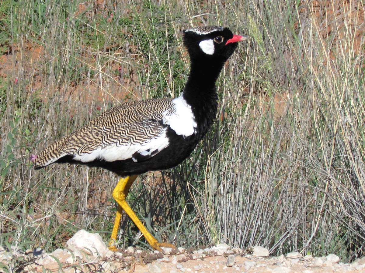 White-quilled Bustard - ML648285145