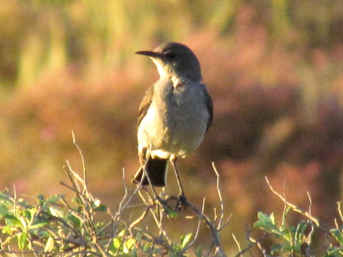 Karoo Chat - ML648285420