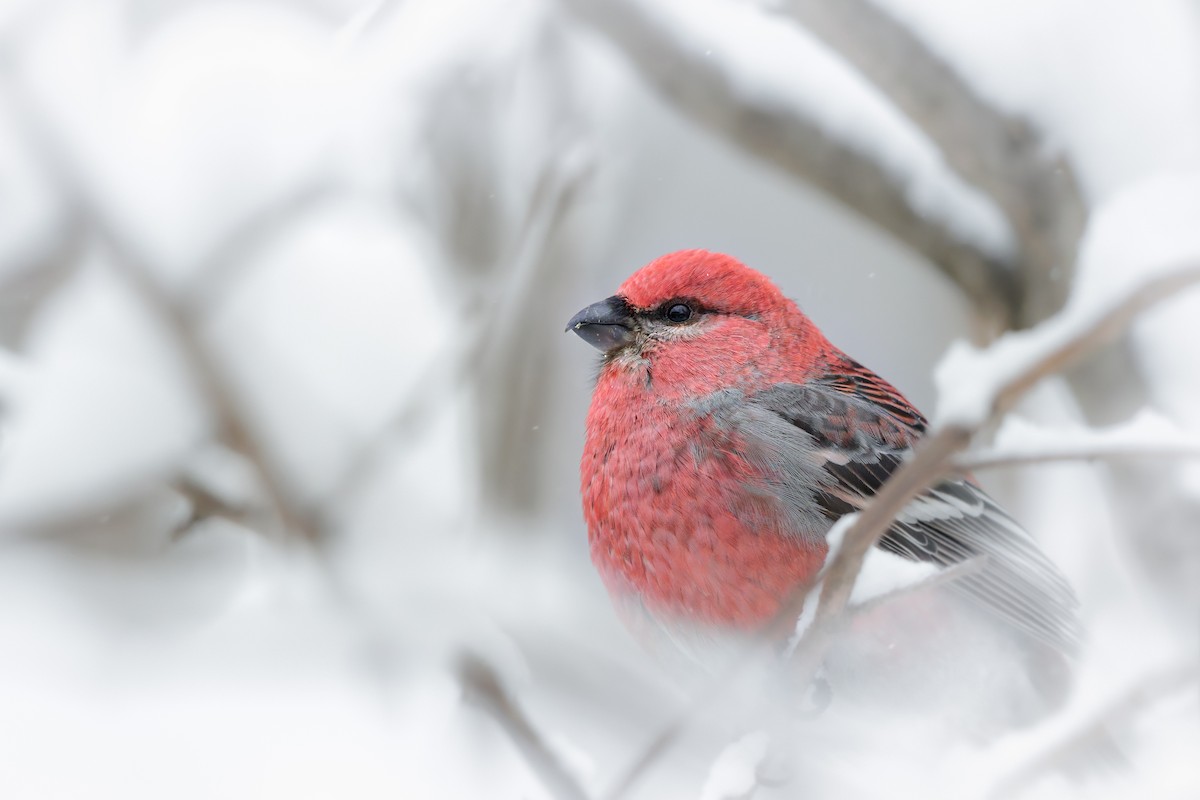 Смеречник тайговий - ML648286190
