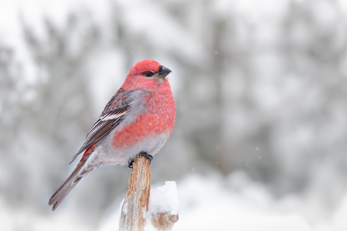 Смеречник тайговий - ML648286191