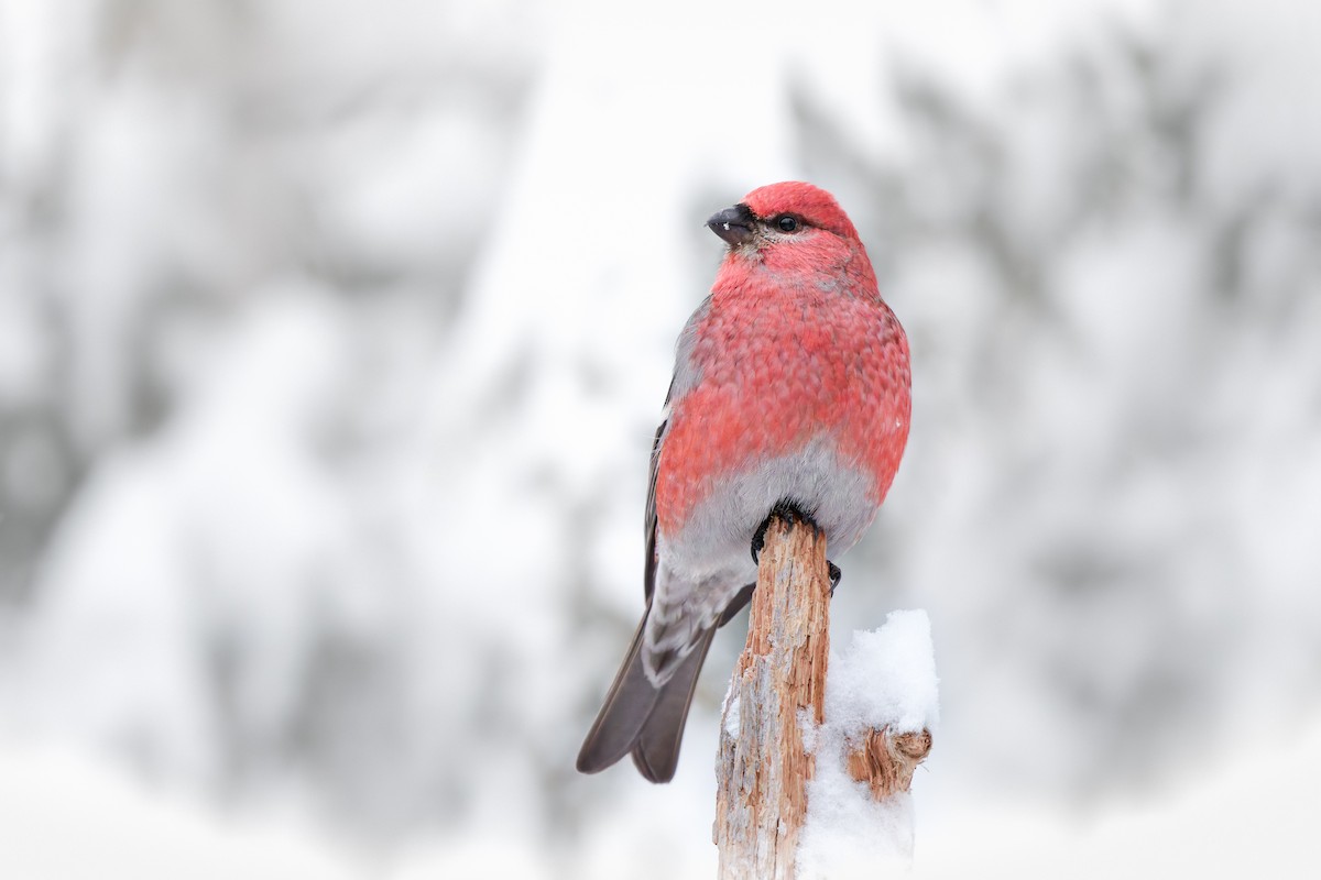 Смеречник тайговий - ML648286192