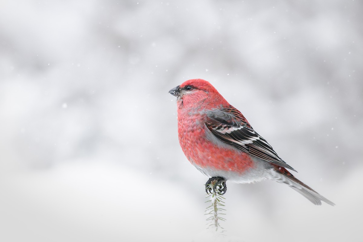 Смеречник тайговий - ML648286193