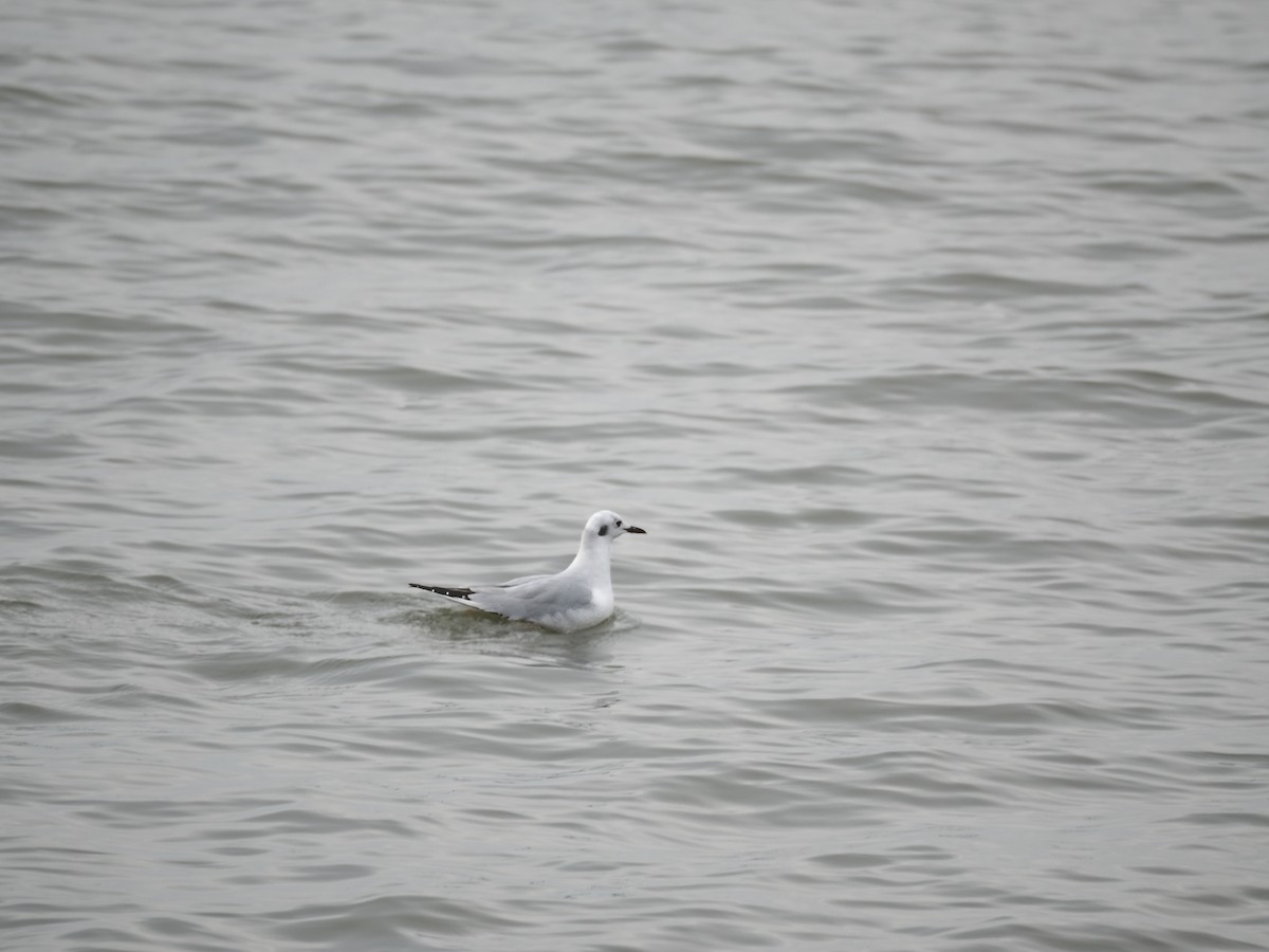 Bonaparte's Gull - ML648286437