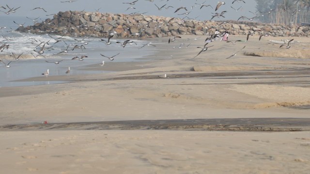 Клуша - ML648287524