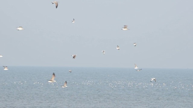 Клуша - ML648287760