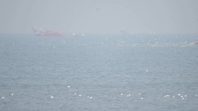 Клуша - ML648288409