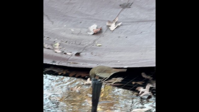 Дрозд-отшельник - ML648288733