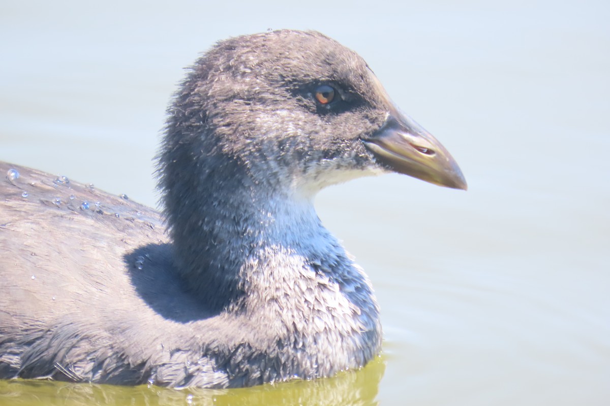Red-fronted Coot - ML648288867
