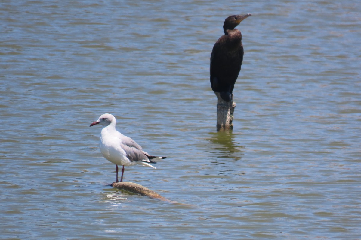 Gray-hooded Gull - ML648288931