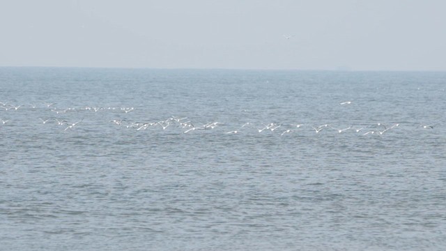 Клуша - ML648288932