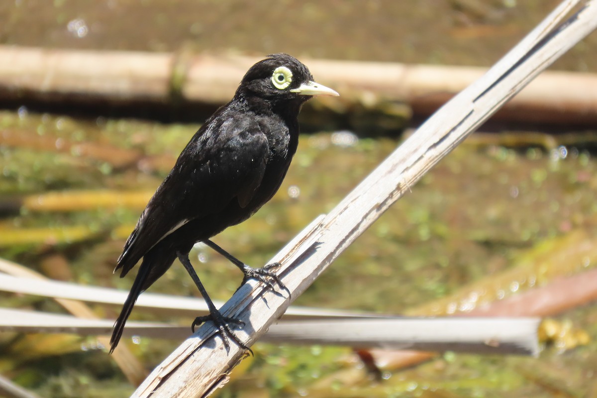 Spectacled Tyrant - Julián Rodríguez