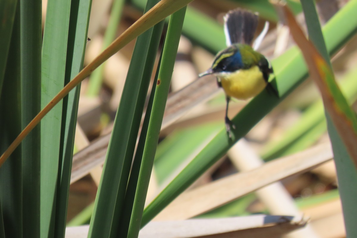 Many-colored Rush Tyrant - ML648288958