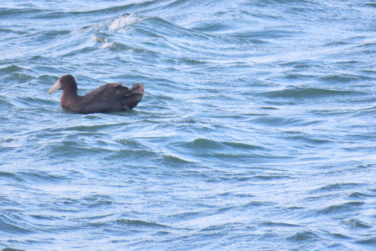 Southern Giant-Petrel - ML648289012