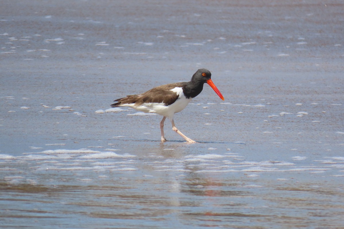 American Oystercatcher - ML648289046