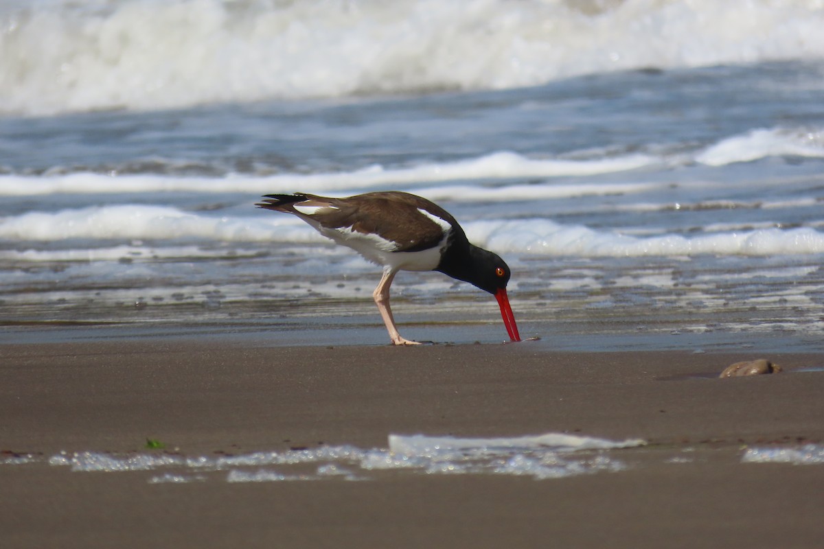 American Oystercatcher - ML648289047