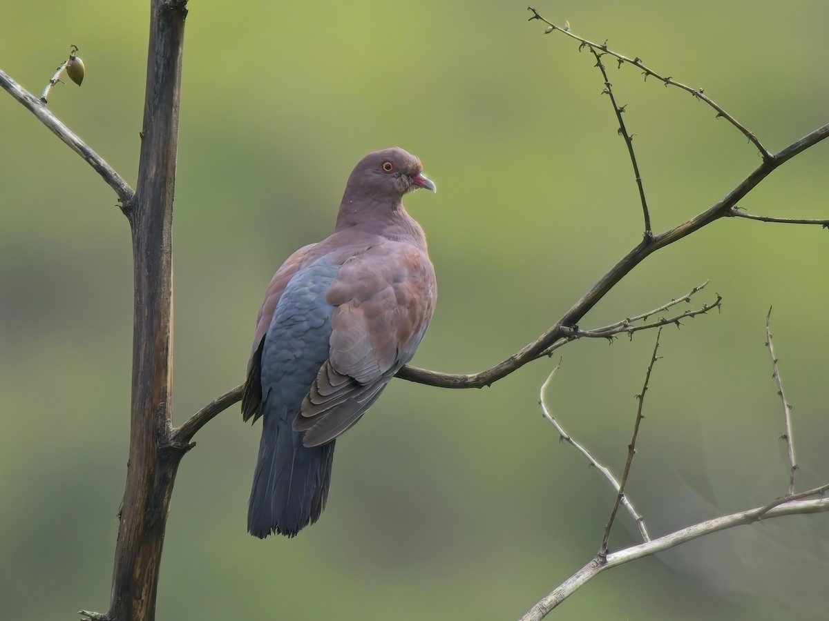 Peruvian Pigeon - Chris Allen