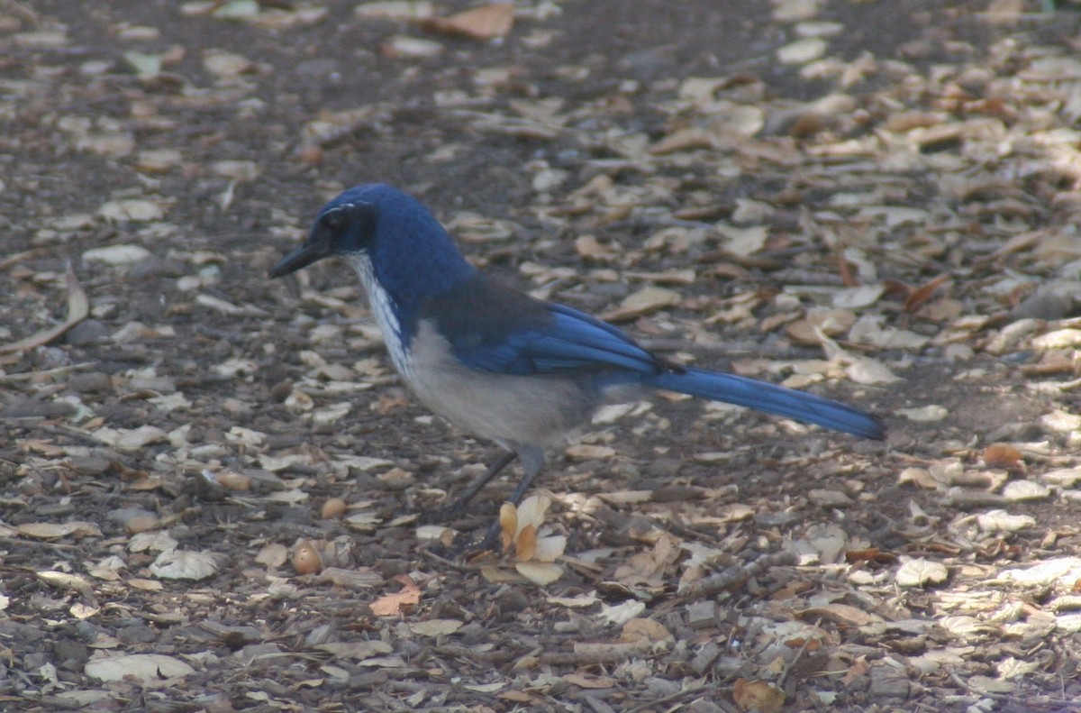 Island Scrub-Jay - ML648289877