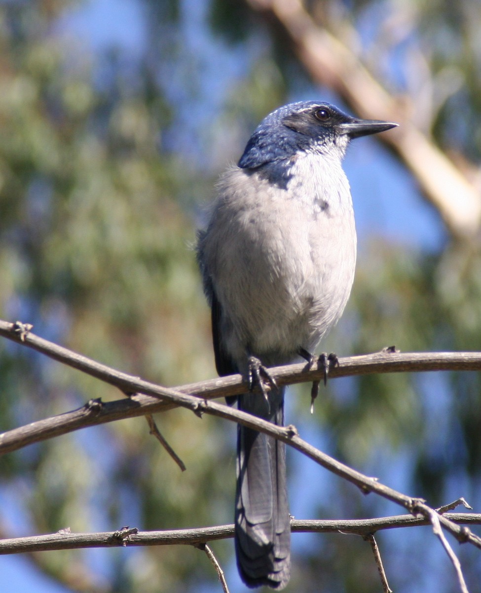 Island Scrub-Jay - ML648289881