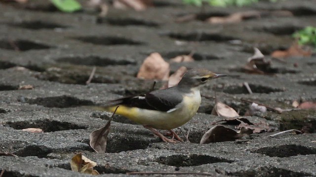 Gebirgsstelze - ML648290047