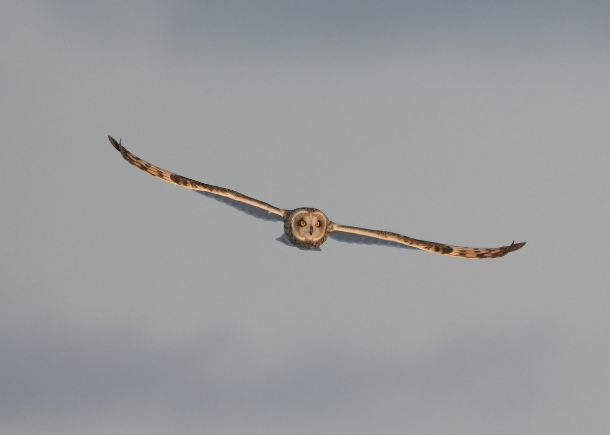 Búho Campestre - ML648290239