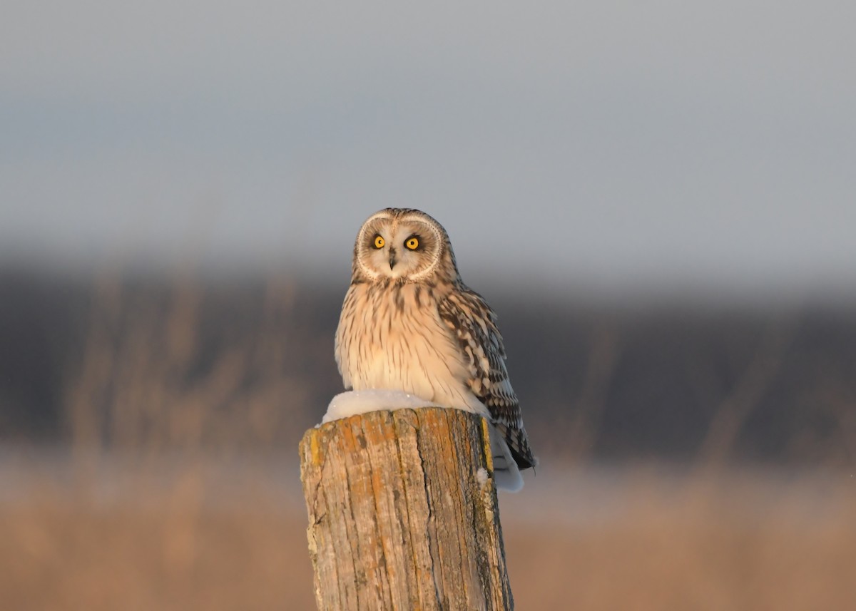 Búho Campestre - ML648290240