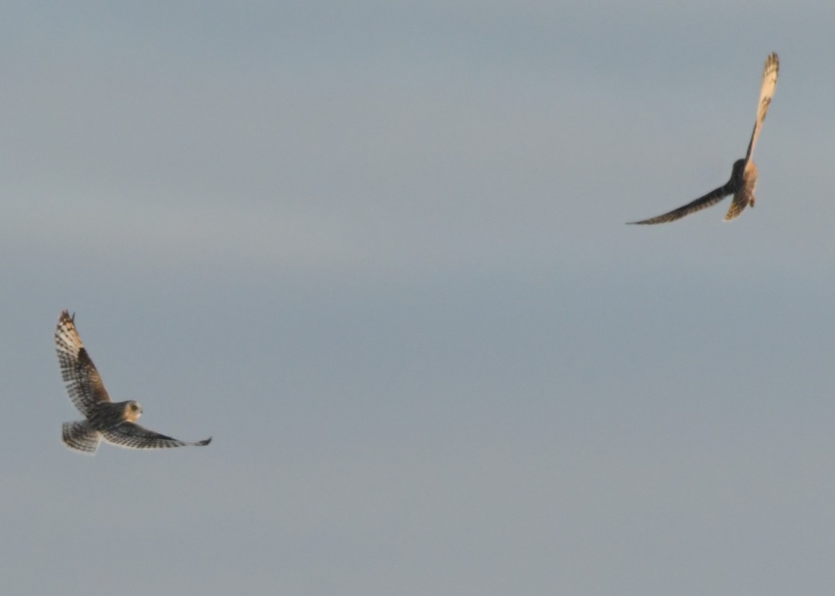 Búho Campestre - ML648290250