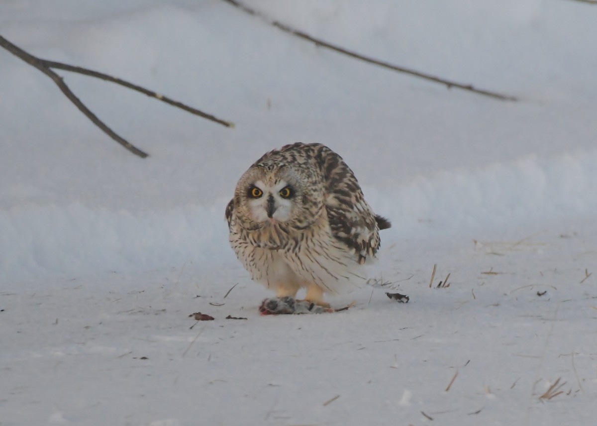 Búho Campestre - ML648290394