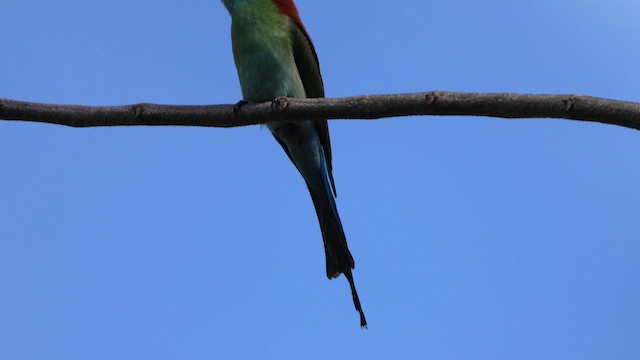Guêpier à gorge verte - ML648291131