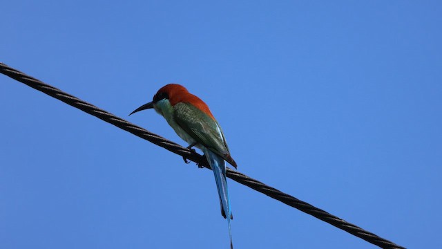 Guêpier à gorge verte - ML648291138
